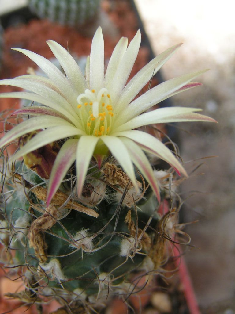 Turbinicarpus krainzianus v. minimus, Ixmiquilpan, HID